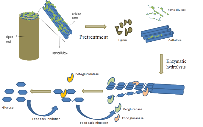 actions of cellulases