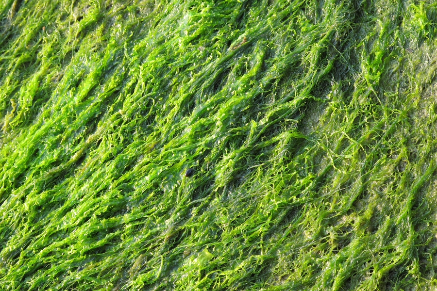 seaweed analysis