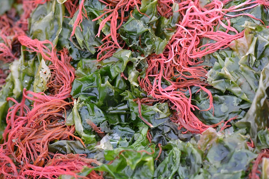 red seaweed