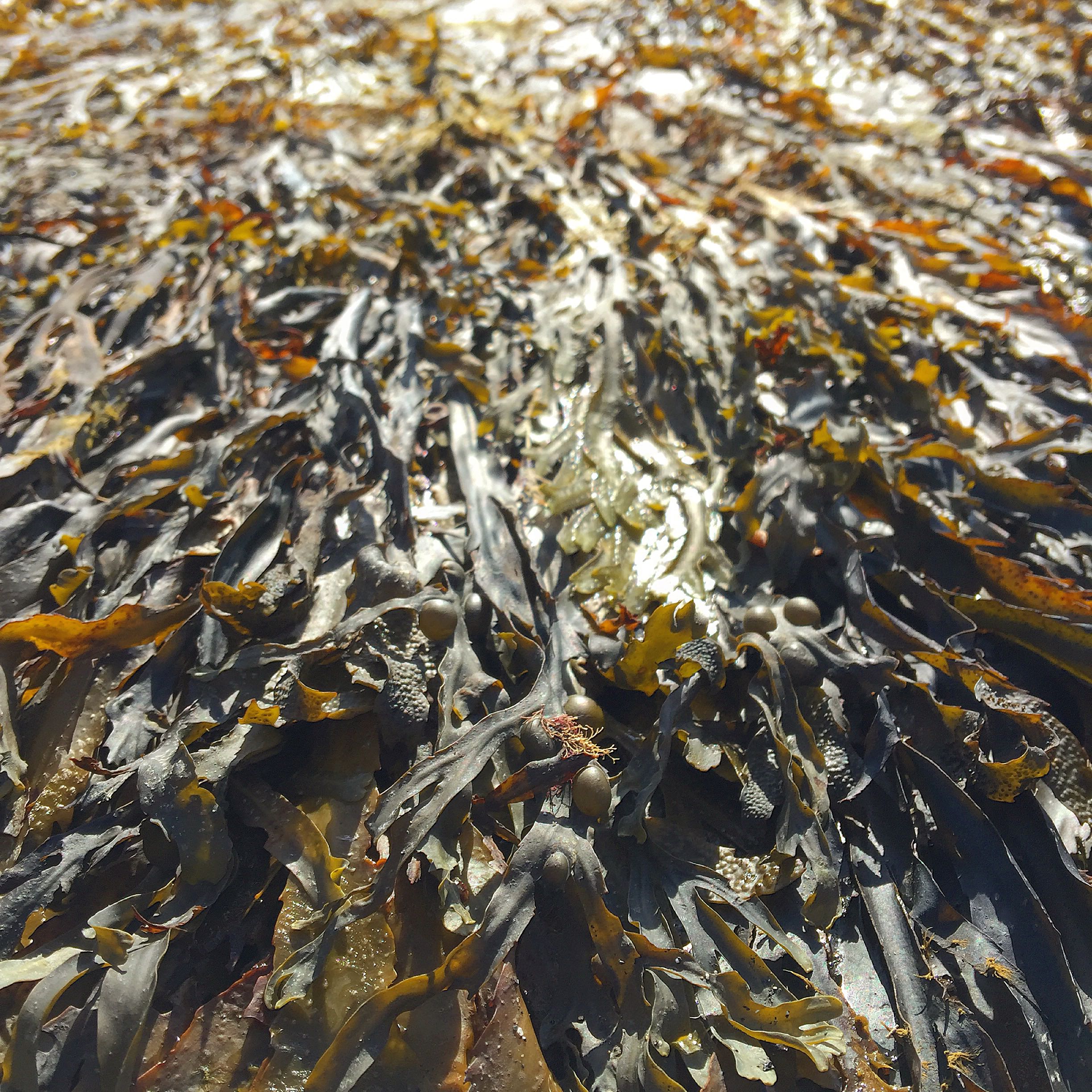 seaweed analysis