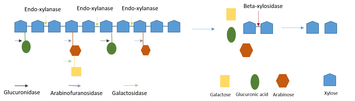 actions of xylanases