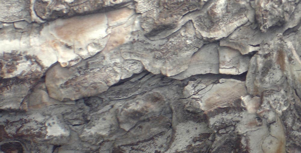 Bark