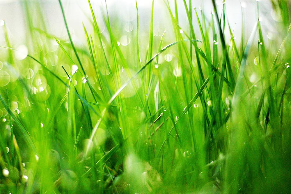 Grass