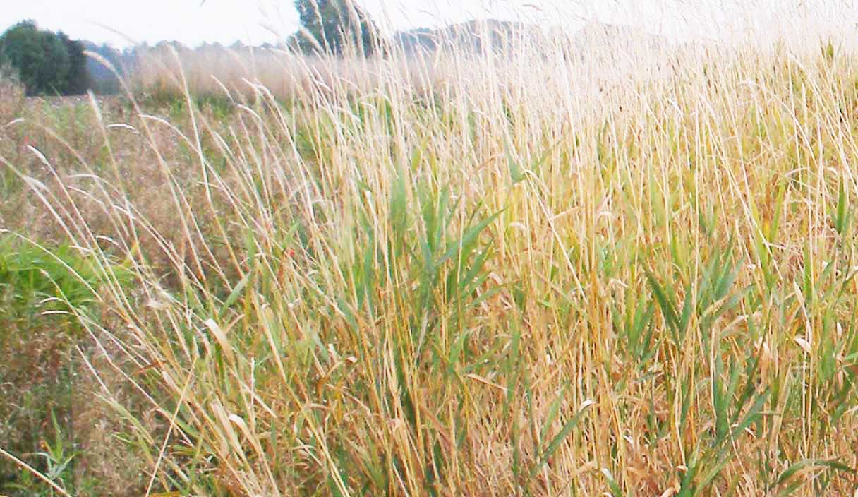 Reed Canary Grass