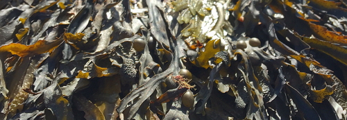 analysis of seaweed