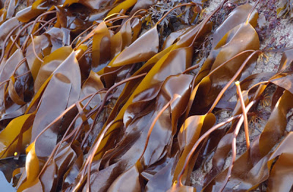 brown seaweed extracts