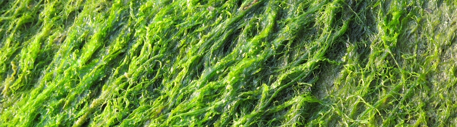 green seaweed analysis